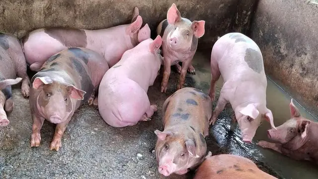 Pasalo Piggery: How to Evaluate a Pig Farm Takeover (Philippines, 2026)