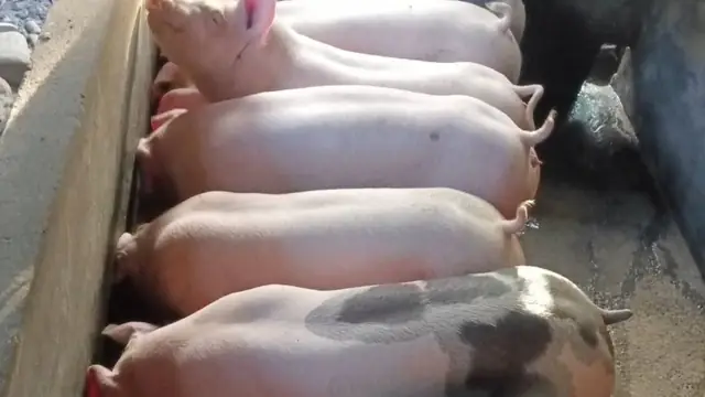 Biosecurity Starter Kit for a Backyard Piggery (PH 2026)