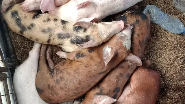 Odorless Pig Pens with Deep Litter (Korean Natural Farming for PH)