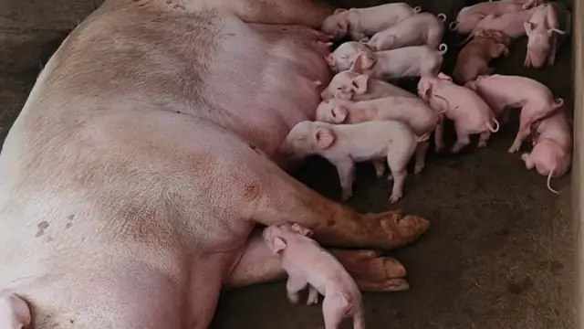 Difficult Farrowing: What to Do When the Sow Can't Deliver