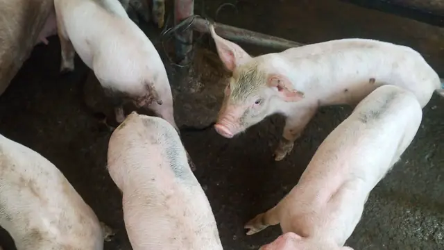 Managing a Pig Farm From Abroad (ASF, Workers, Oversight)