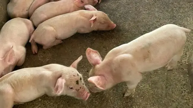 OWWA EDLP Loan for Piggery: OFW Guide to Pig Farming Capital (2026)