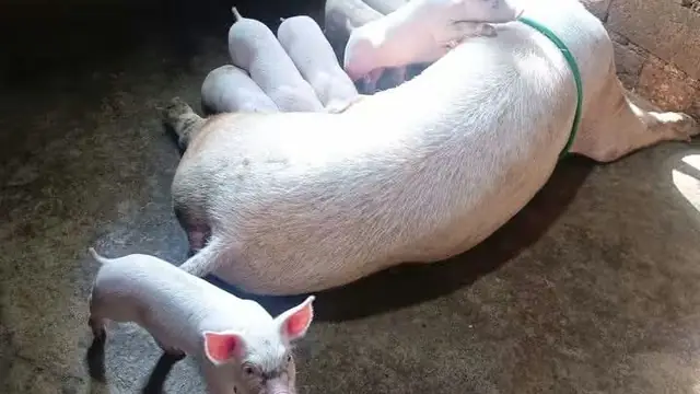 7 Breeding Mistakes That Kill Your Pig Farm Profits