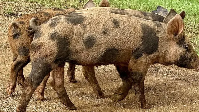 Contract Growing ng Baboy: Monterey vs CPF vs Co-op