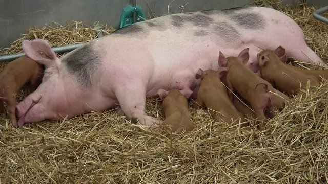 Pietrain vs Duroc: Which Terminal Sire for Lean vs Marbled Pork? (Philippines 2026)