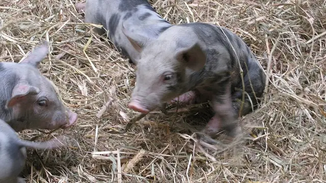 Unsaon Pag-Inject sa Baboy? Pig Injection Guide
