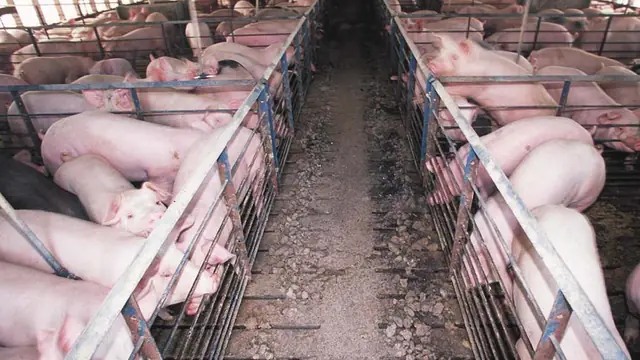 How to Deworm Pigs in the Philippines