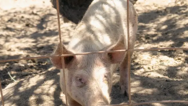 Pig Diseases Philippines: Symptoms, What Causes Them, and What To Do