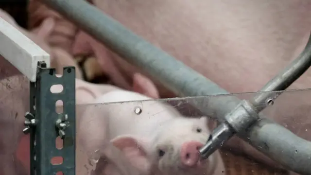 Unsa ang Pinakamaayo nga Salog sa Tangkal? Best Flooring for a Pig Pen in the Philippines