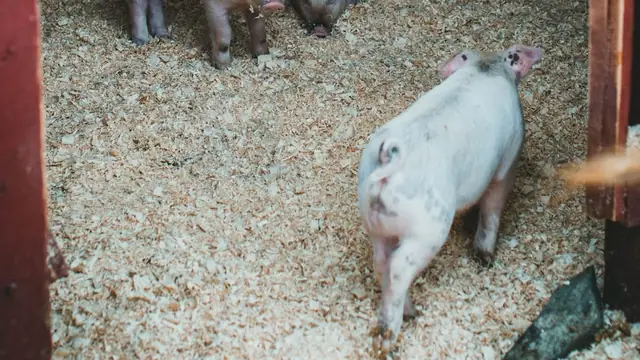 Pig Skin Problems: Identify and Treat (Philippines)