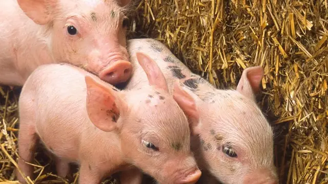 Best Age to Buy Piglets for Fattening in the Philippines