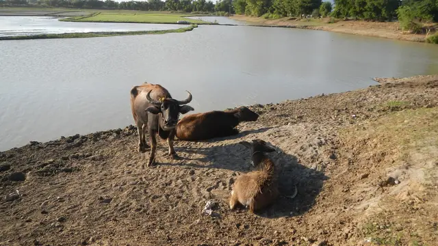 Pig-Tilapia Integrated Farm: Does the Manure-Fed Pond Actually Pay? (Philippines, 2026)
