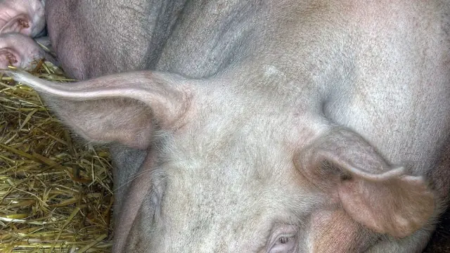 Signs Your Pig Is Sick: What to Watch For