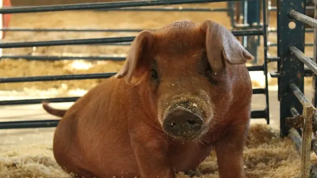 How to Tell When Your Sow Is in Heat (Standing Heat Test)