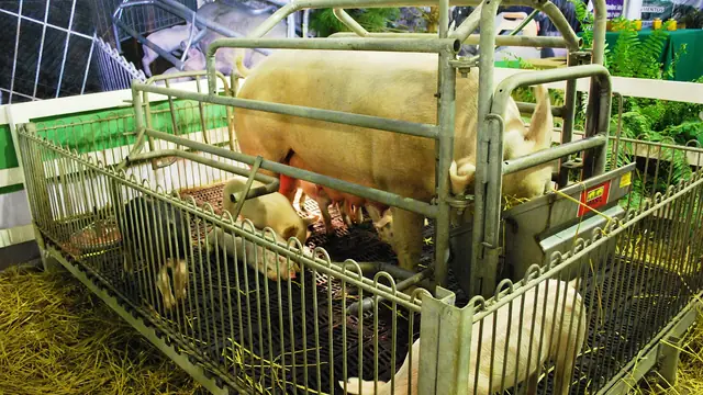 Sow Breeding Calendar: Batch Farrowing for 3 to 10 Sows